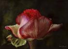 Red Rose Bud