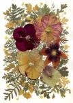 Dried Flowers 23