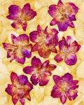 Dried Flowers 44