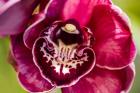 Exotic Orchid 08