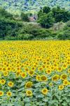 Sunflower Field 01