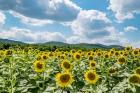 Sunflower Field Against Sky 02