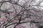 Cherry Blossom in Japanese Garden