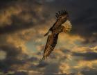 Bald Eagle at Sunset