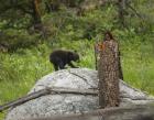 Bear Cub On Rock