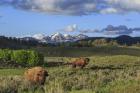 Bison With Mountains (YNP)