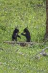 Black Bear Cubs (YNP)