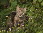 Bobcat Kitten In Wildflowers