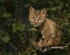 Bobcat Kitten On Branch