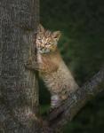 Bobcat Kitten Poses Against Tree Trunk