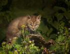 Bobcat Kitten Poses On Log