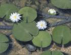 Under the Lily Pad