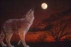 White Wolf And Full Moon