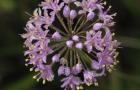 Purple Buds Closeup