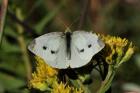 Yellow Flower And White Moth