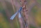Blue Dragonfly On Stem