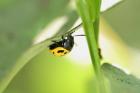 Yellow And Black Ladybug
