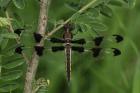 Brown Dragonfly With Black Spotted Wings