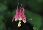 Pink Flower And Stem On Green