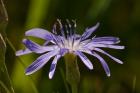 Purple Floral Bloom Closeup