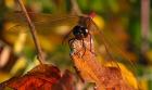 Red Dragonfly On Red Leaves