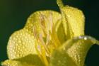 Yellow Flower Bloomed With Dew