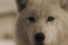 White Wolf Closeup
