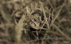 Frog Hidden Behind Grass Blades