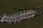 Blue Caterpillar On Branch Closeup
