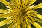 Yellow Flower Petals Closeup