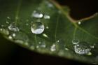 Drops Of Rain On Leaf Closeup I