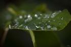Drops Of Rain On Leaf Closeup II