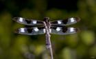 Dragonfly With Brown And White Speckle