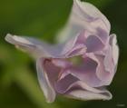 Pink Flower Petals