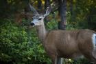 Wildlife In Teton