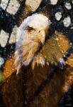 American Bald Eagle I