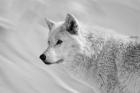 White Wolf BW