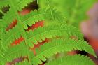 Fern Leaf Closeup