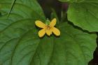 Yellow Flower On Large Leaf