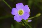 Purple Flower And Green Center