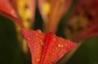 Red Petal With Raindrops On Green