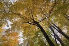 Yellow Fall Trees From Below II