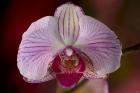 Purple And White Spotted Flower