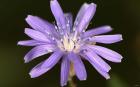 Purple Flower Petals And Dew Closeup II