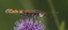 Orange Insect On Purple Flower