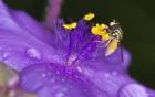Bee On Purple And Yellow Flower