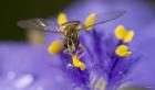 Bee Resting On Purple And Yellow Flower Closeup