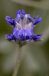 Blue Flower On Stem