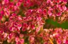 Pink Leaves Clustered On Branch