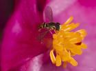 Bee On Pink And Yellow Flower Closeup
